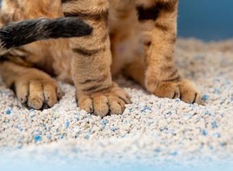 4 Essential Litter Box Tips Every Cat Owner Should Know