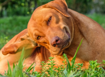 Dog Fleas and Ticks: Get Them Before They Get You!