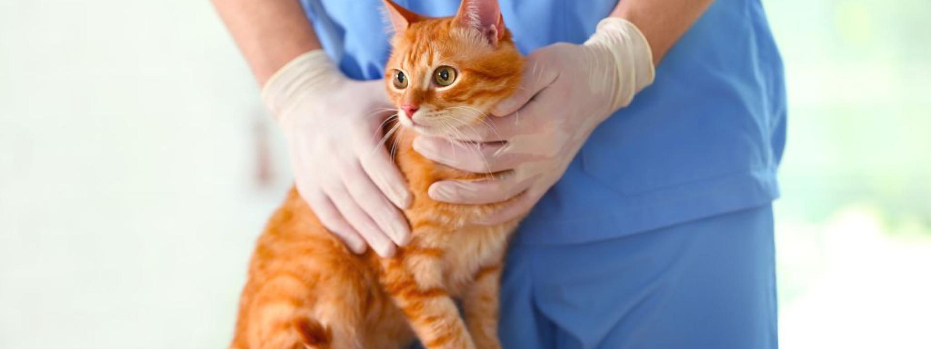 A veterinarian holding a cat on the exam table.